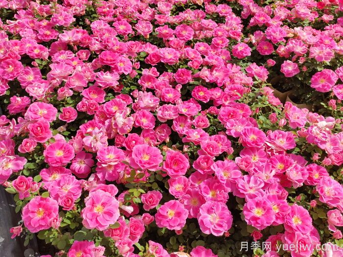 花苞透色和月季花期需要施肥嗎？(圖1)