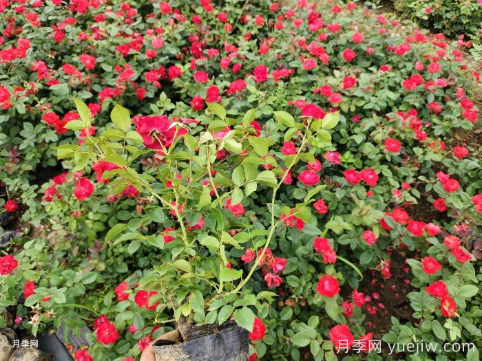 教你如何養(yǎng)好月季花？(圖1)
