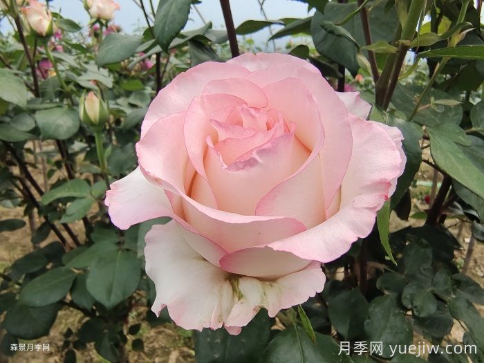 朱米莉亞月季/艾莎月季/愛莎玫瑰(圖2)