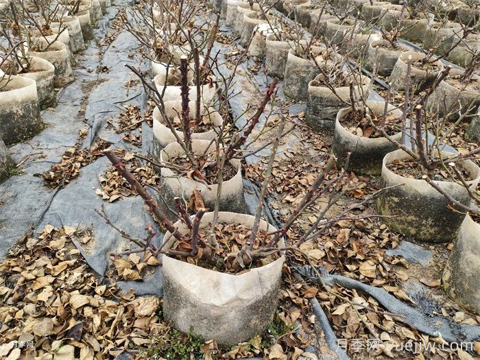 月季花冬天能耐寒零下多少度？(圖1)