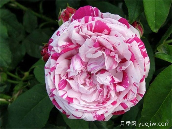 推薦6款條紋月季品種，別致美麗吸引眼球(圖3)