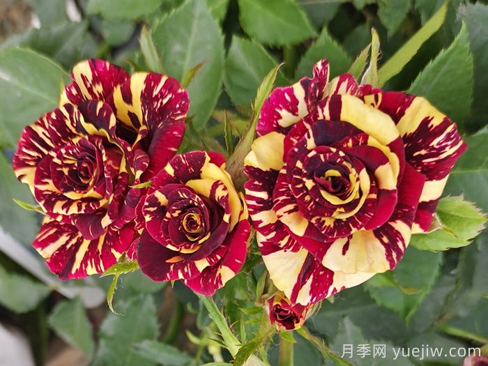 推薦6款條紋月季品種，別致美麗吸引眼球(圖4)
