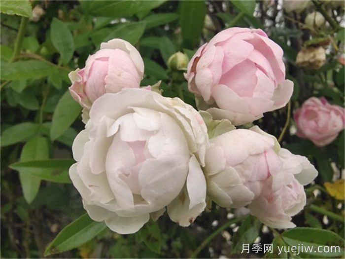 月季花長蟲子可以撒石灰嗎？(圖1)