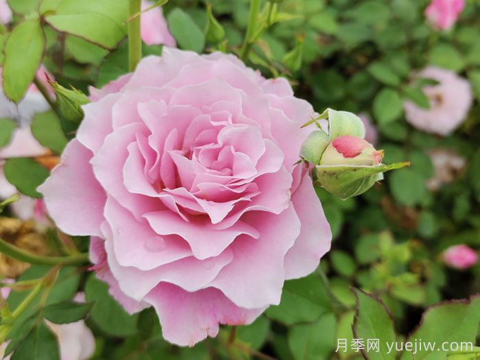 月季花不對版是什么意思？(圖1)