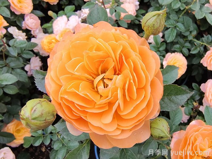 **波春花不標(biāo)準(zhǔn)？這些因素或是罪魁禍?zhǔn)?圖1)