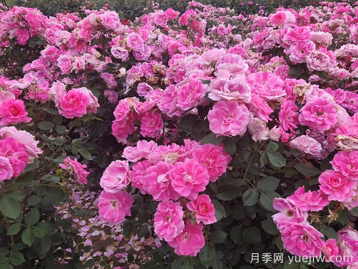 **波春花不標(biāo)準(zhǔn)？這些因素或是罪魁禍?zhǔn)?圖2)