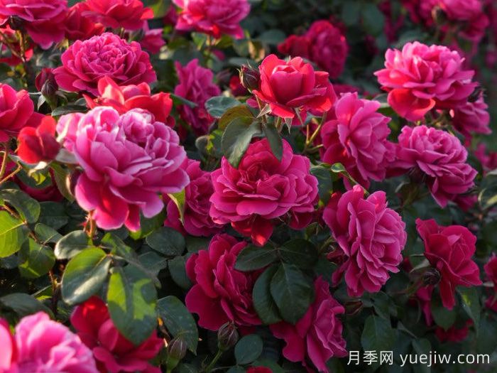 十四周年紅月季(圖2)
