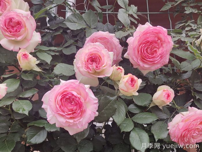龍沙寶石，***受歡迎的粉色藤本月季，無(wú)法抗拒的魅力(圖3)