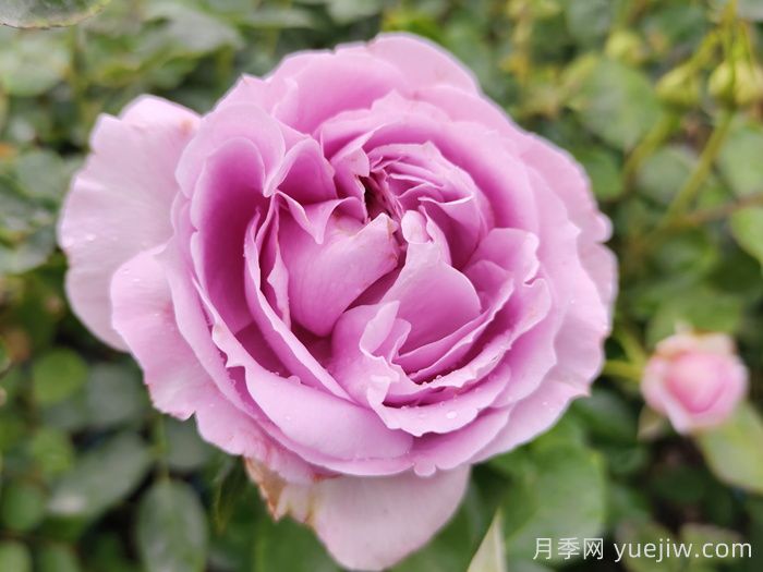 推薦5種藍(lán)色網(wǎng)紅月季，花量大花期長(zhǎng)(圖1)