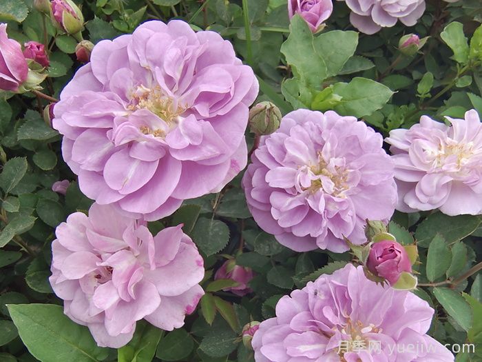 推薦5種藍(lán)色網(wǎng)紅月季，花量大花期長(zhǎng)(圖2)