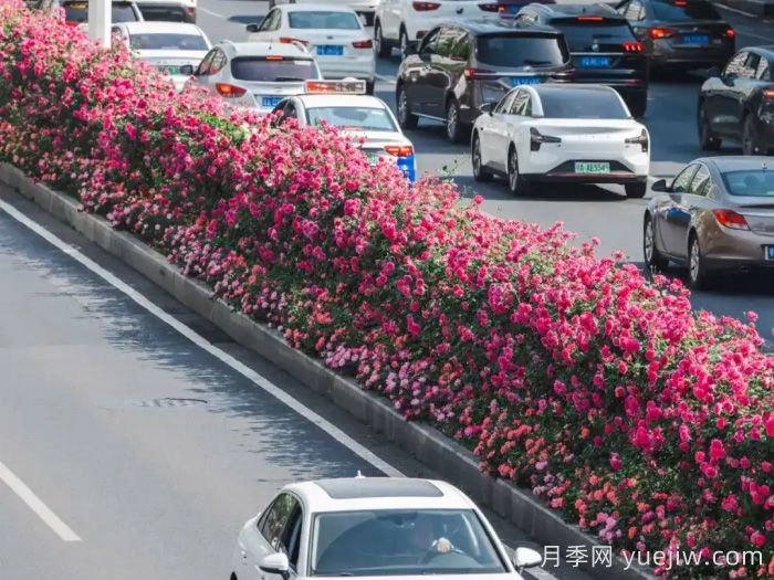 武漢月季全城開，萬(wàn)一有人想在綠化帶辦婚禮呢？(圖1)