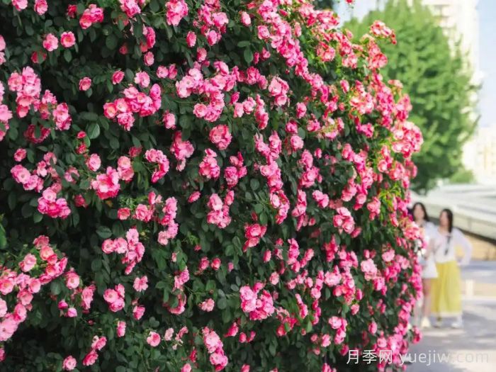 武漢月季全城開，萬(wàn)一有人想在綠化帶辦婚禮呢？(圖2)