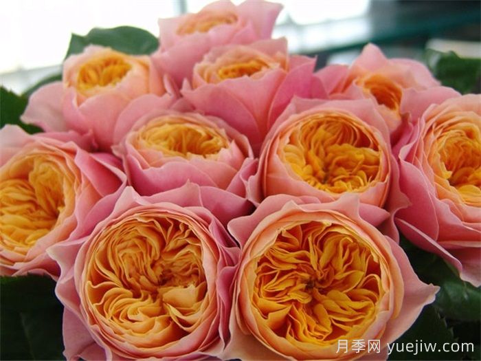月季多久開(kāi)一次花？推薦8個(gè)長(zhǎng)期賞花的品種(圖4)