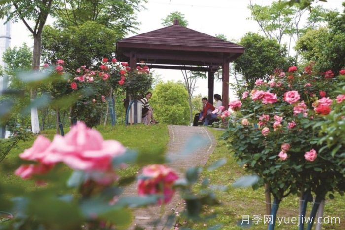 湖南寧鄉(xiāng)：萬株月季齊綻放，扮靚城市生態(tài)新風景(圖3)