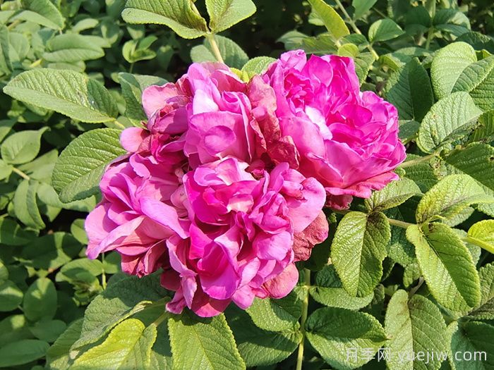 玫瑰、月季、薔薇怎么區(qū)分？你認識真正的月季花嗎？(圖3)