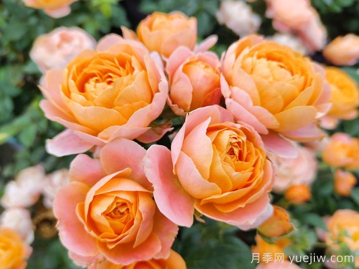 8種高顏值又好養(yǎng)的月季花，唯美驚艷(圖5)