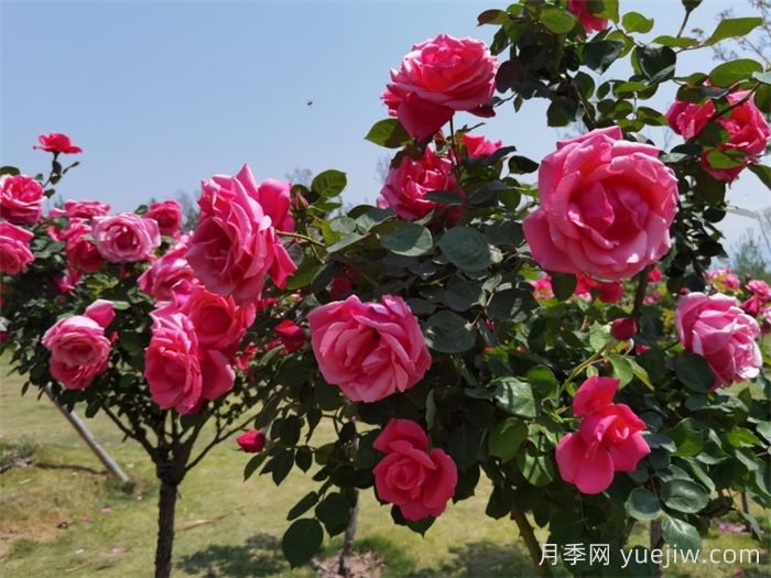 涼山西昌：春日浪漫，比碗口大的月季花你見過嗎？(圖2)
