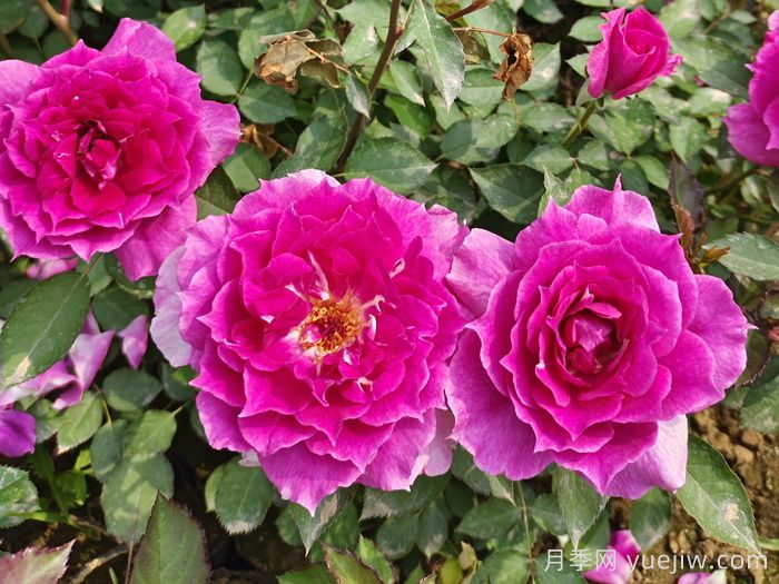花期長(zhǎng)且好養(yǎng)的月季有哪些？必備6個(gè)(圖2)
