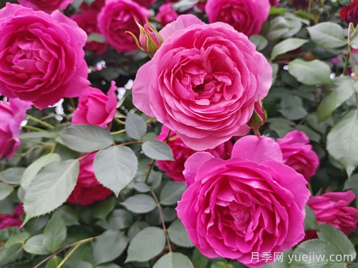 花期長(zhǎng)且好養(yǎng)的月季有哪些？必備6個(gè)(圖3)