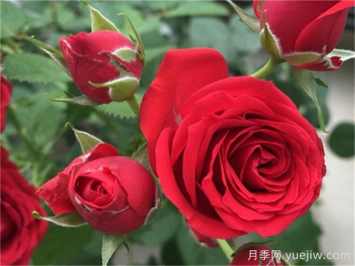 適合陽臺養(yǎng)護的月季品種，附養(yǎng)護要點(圖2)