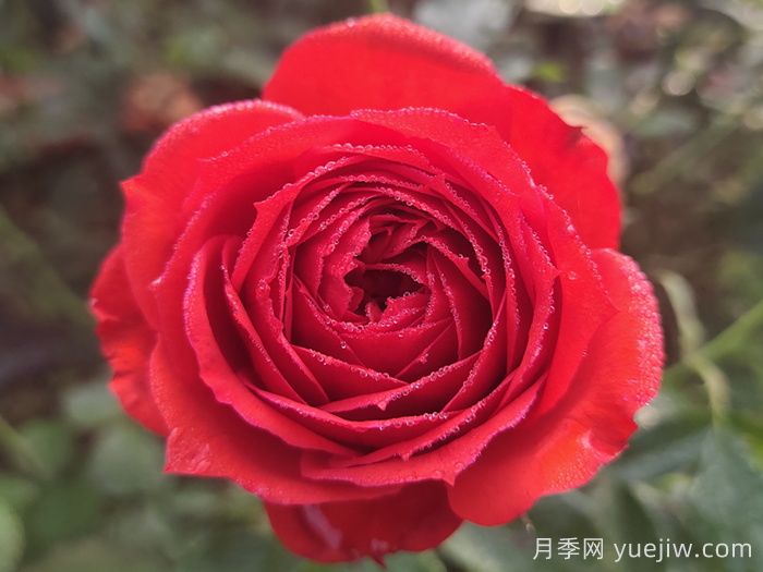 經(jīng)典中國(guó)紅！20種紅色月季推薦(圖1)