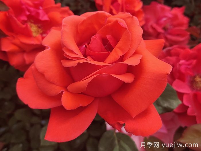 經(jīng)典中國(guó)紅！20種紅色月季推薦(圖3)