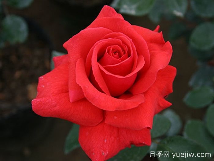 經(jīng)典中國(guó)紅！20種紅色月季推薦(圖4)