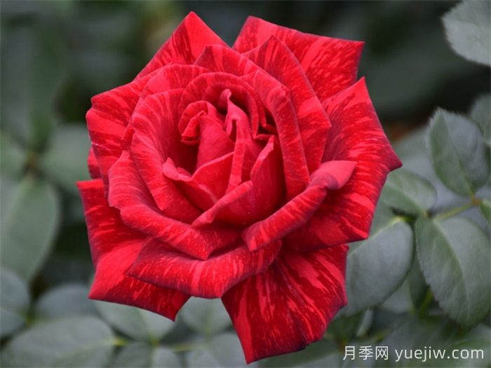 經(jīng)典中國(guó)紅！20種紅色月季推薦(圖5)