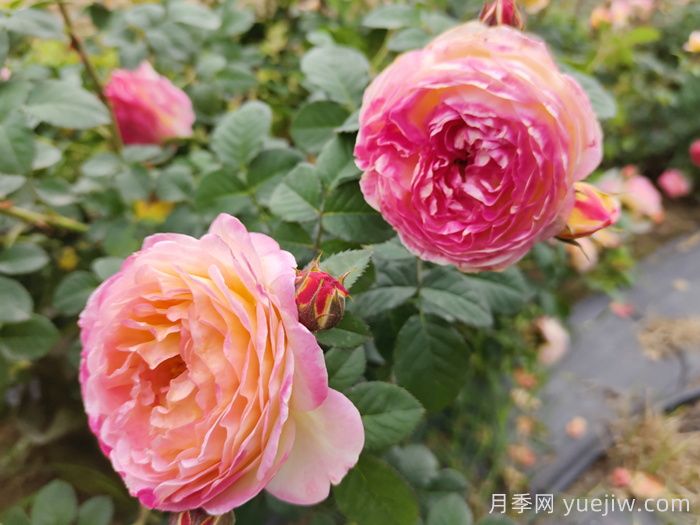 南陽(yáng)月季怒放時(shí)，月季分類你知道多少？(圖2)
