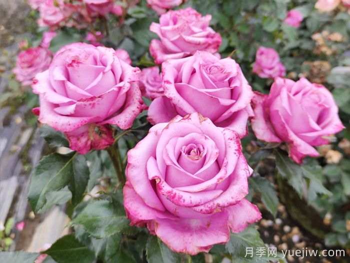 五月份，陽臺黨必備的月季爆花養(yǎng)護全攻略(圖2)
