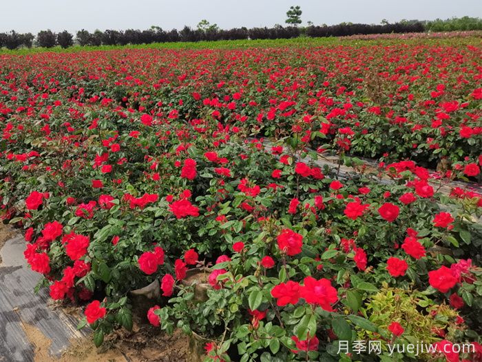 南陽月季：月季繁花綻放，繪就產業(yè)富民(圖2)