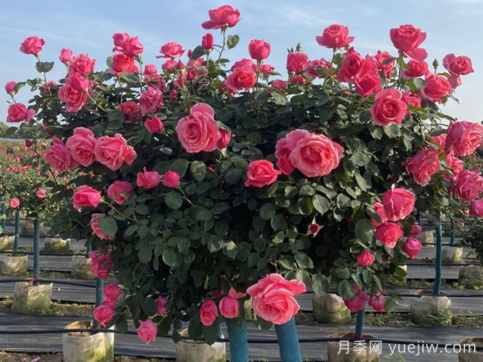 月季不開花到底是為什么？月季爆花教程(圖2)
