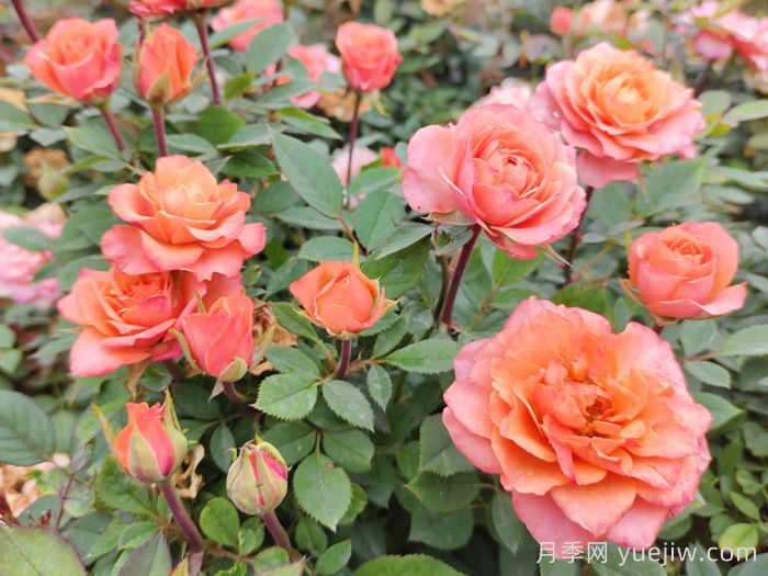 五月份月季花該如何管理？(圖1)