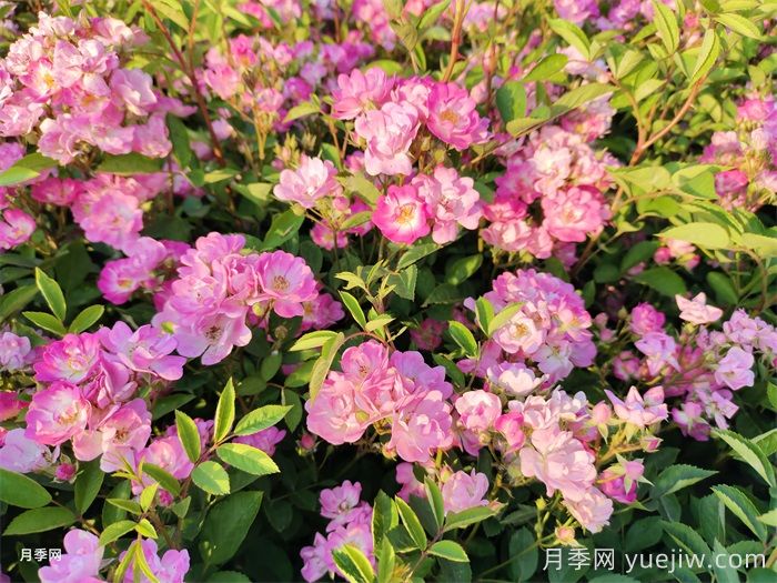 月季不開花的真相，很多人**步就錯了(圖2)