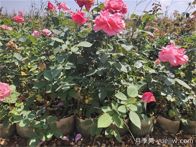 月季不開花的真相，很多人**步就錯了(圖3)