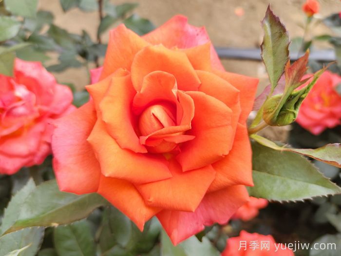 月季花種子怎么種才能苗出的快？(圖1)