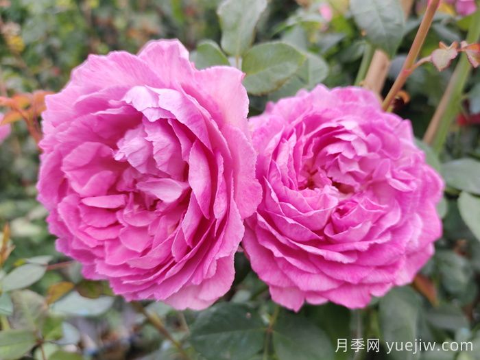 月季象征著怎樣的含義？(圖1)