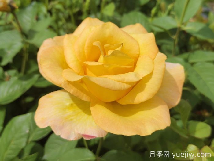 不同顏色月季花代表的含義？(圖3)