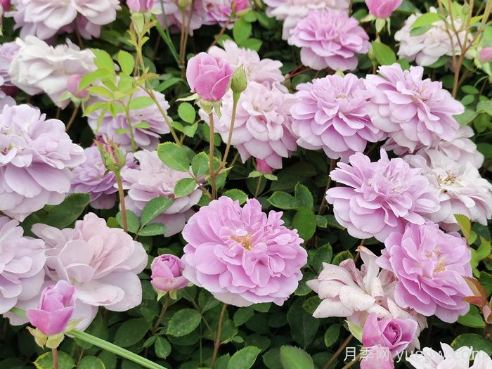 藍(lán)色陰雨月季一年開(kāi)幾次花？(圖1)