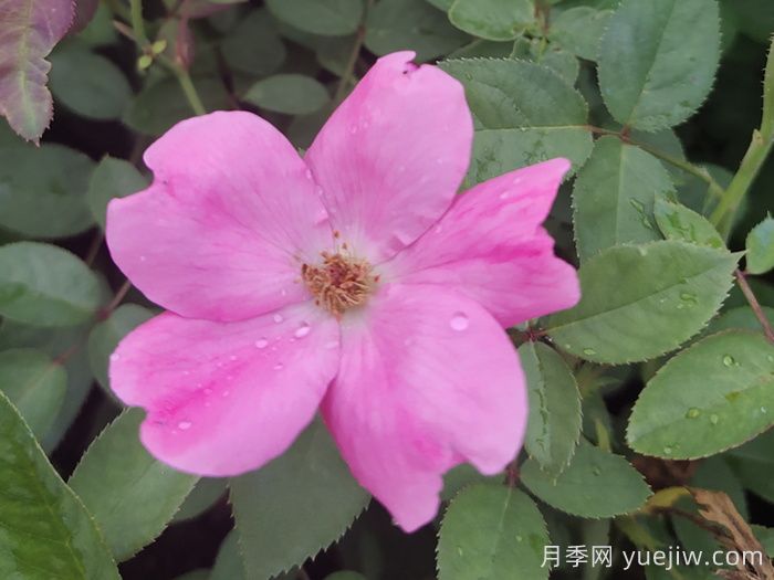 重瓣月季和單瓣月季哪個(gè)好？(圖1)