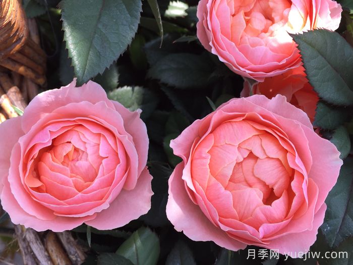 無(wú)限女王月季(圖3)