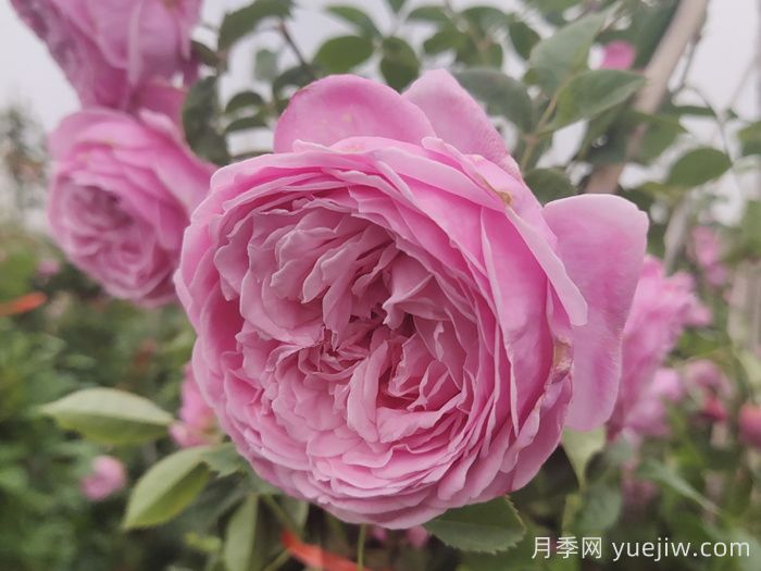 月季花在中國有哪些受歡迎的品種？(圖3)