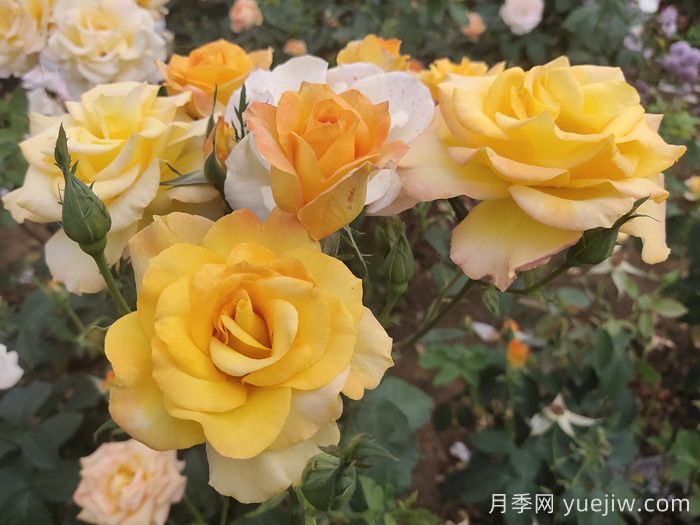 月季花品種會隨著時間發(fā)展而減少嗎？(圖1)