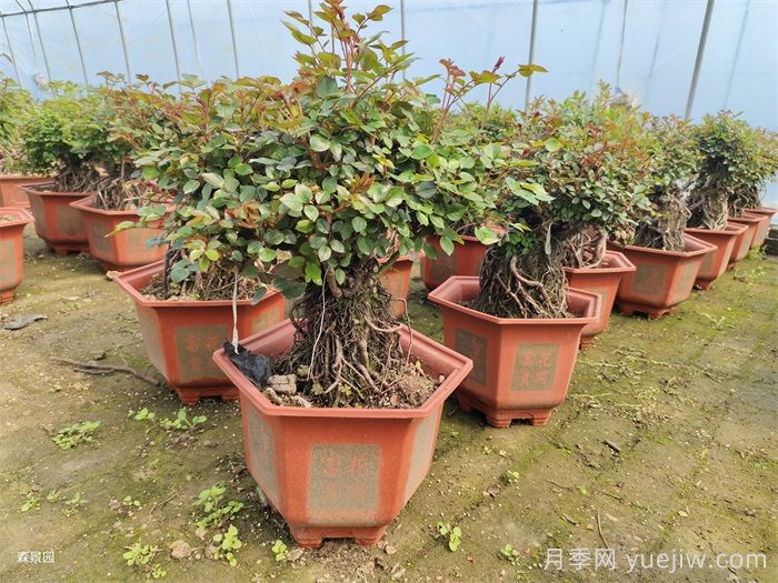 春天月季怎么管理開花多？(圖3)