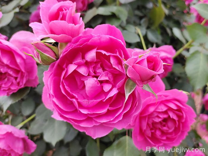 花期長(zhǎng)且好養(yǎng)的月季有哪些？(圖3)
