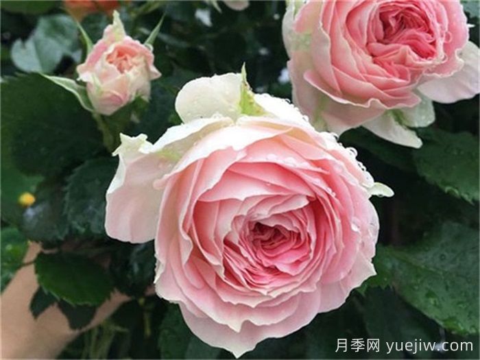 花期長(zhǎng)且好養(yǎng)的月季有哪些？(圖2)
