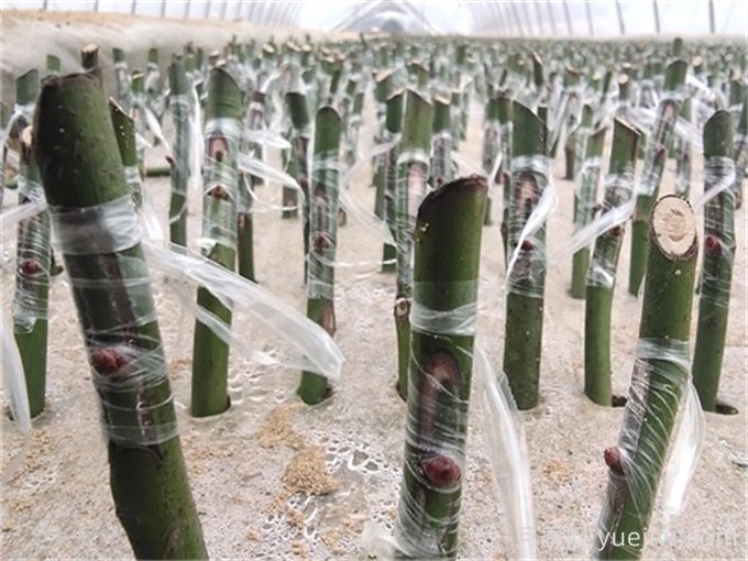 月季的繁殖方法有哪些？五大方法詳解(圖2)