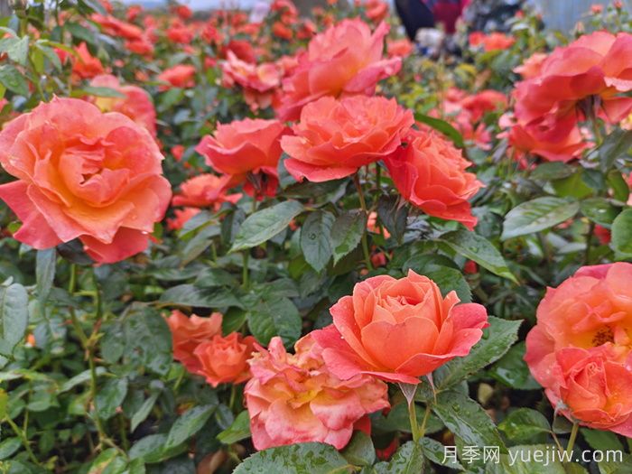 紅從容月季/紅叢蓉月季(圖4)