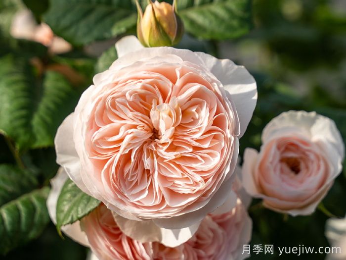 涵仙月季需要春化嗎？(圖1)