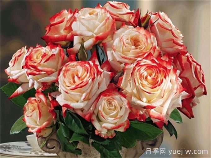 法拉皇后月季多長時間能長成大灌木？(圖1)
